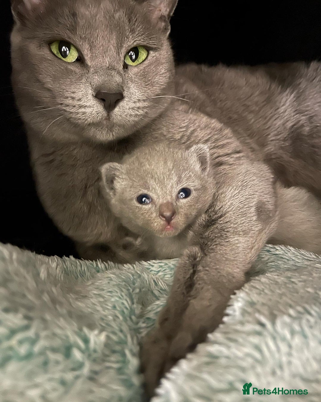 Russian Blue cats for sale: GCCF registered kitten - Image 5