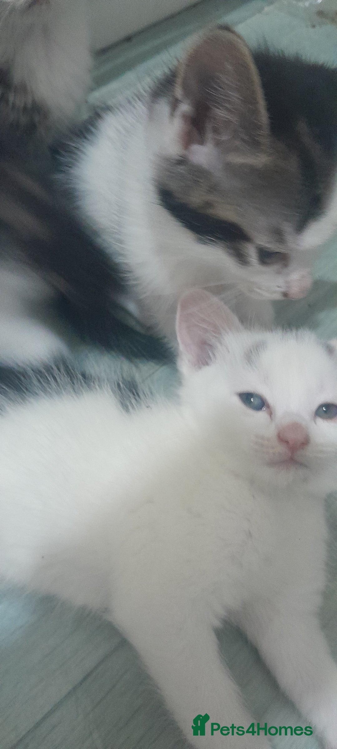 Mixed Breed cats for sale: Kittens ready now - Image 5