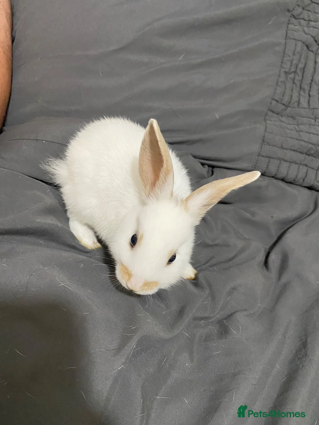 New Zealand rabbits for sale: 3 girl New Zealand bunny rabbits left - Advert 2