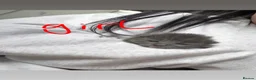 Mixed Breed cats for sale: Kittens  - Advert 12