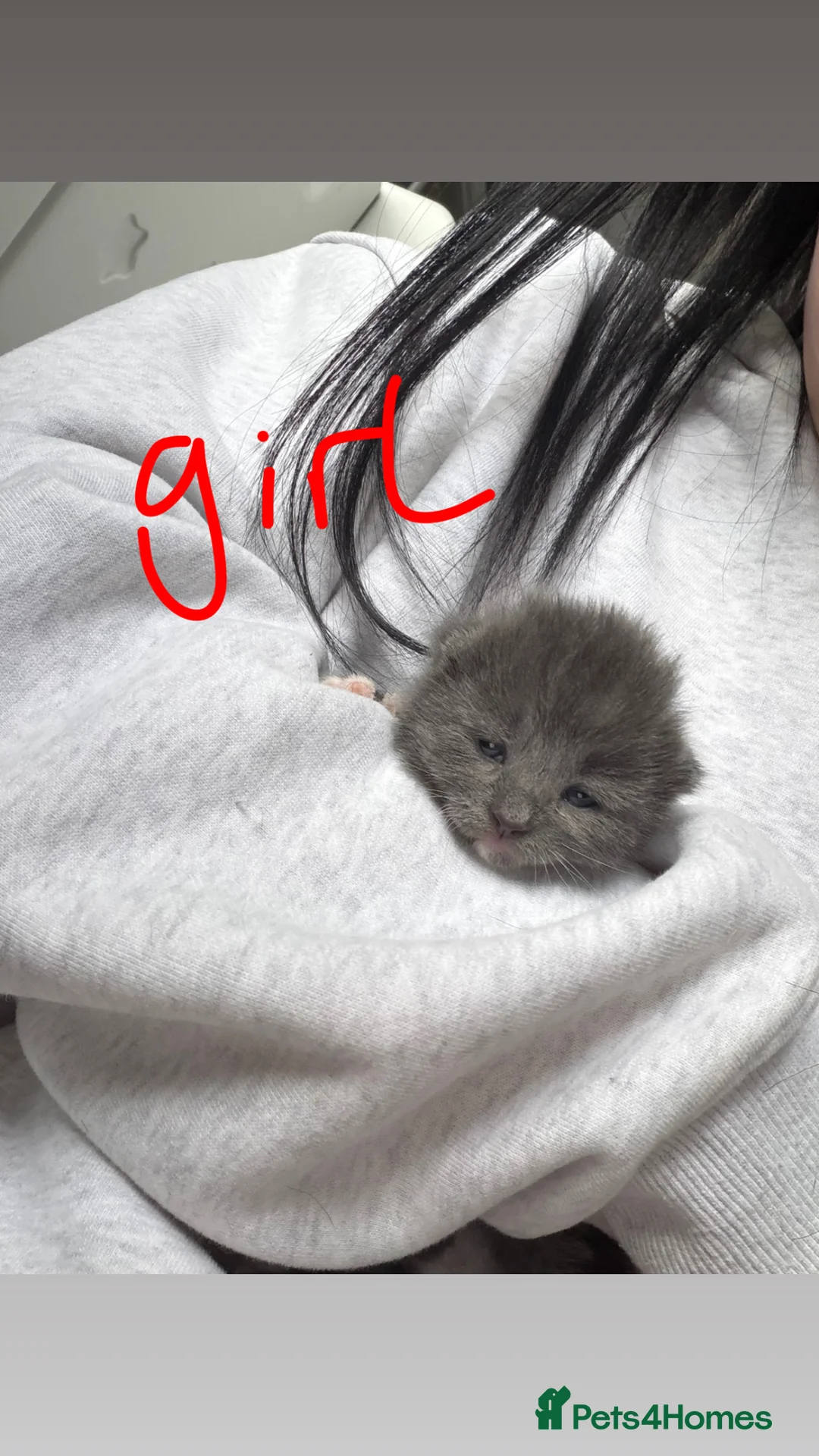 Mixed Breed cats for sale: Kittens  - Advert 12