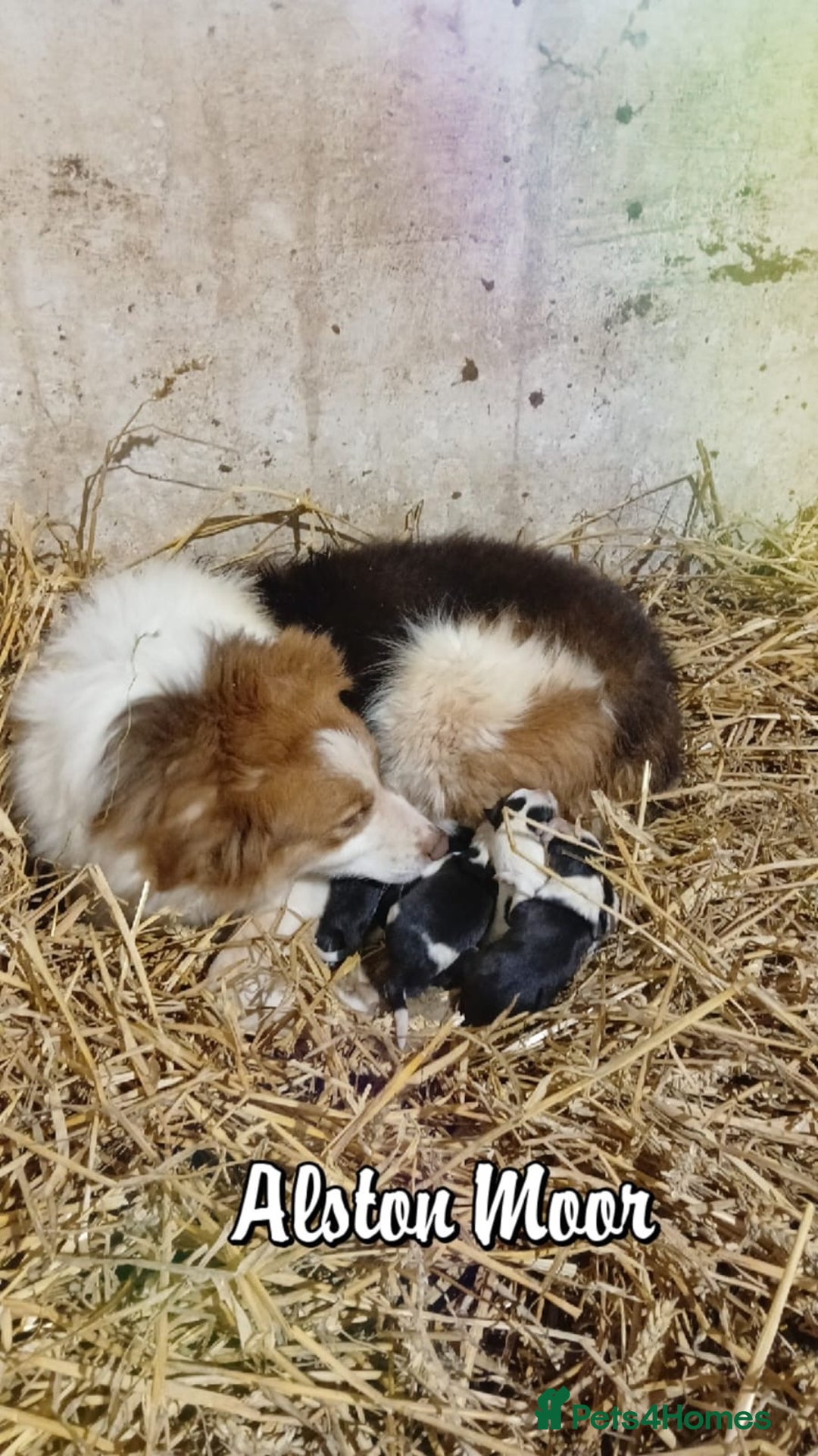 Border Collie dogs for sale: Border collie puppies  - Advert 5