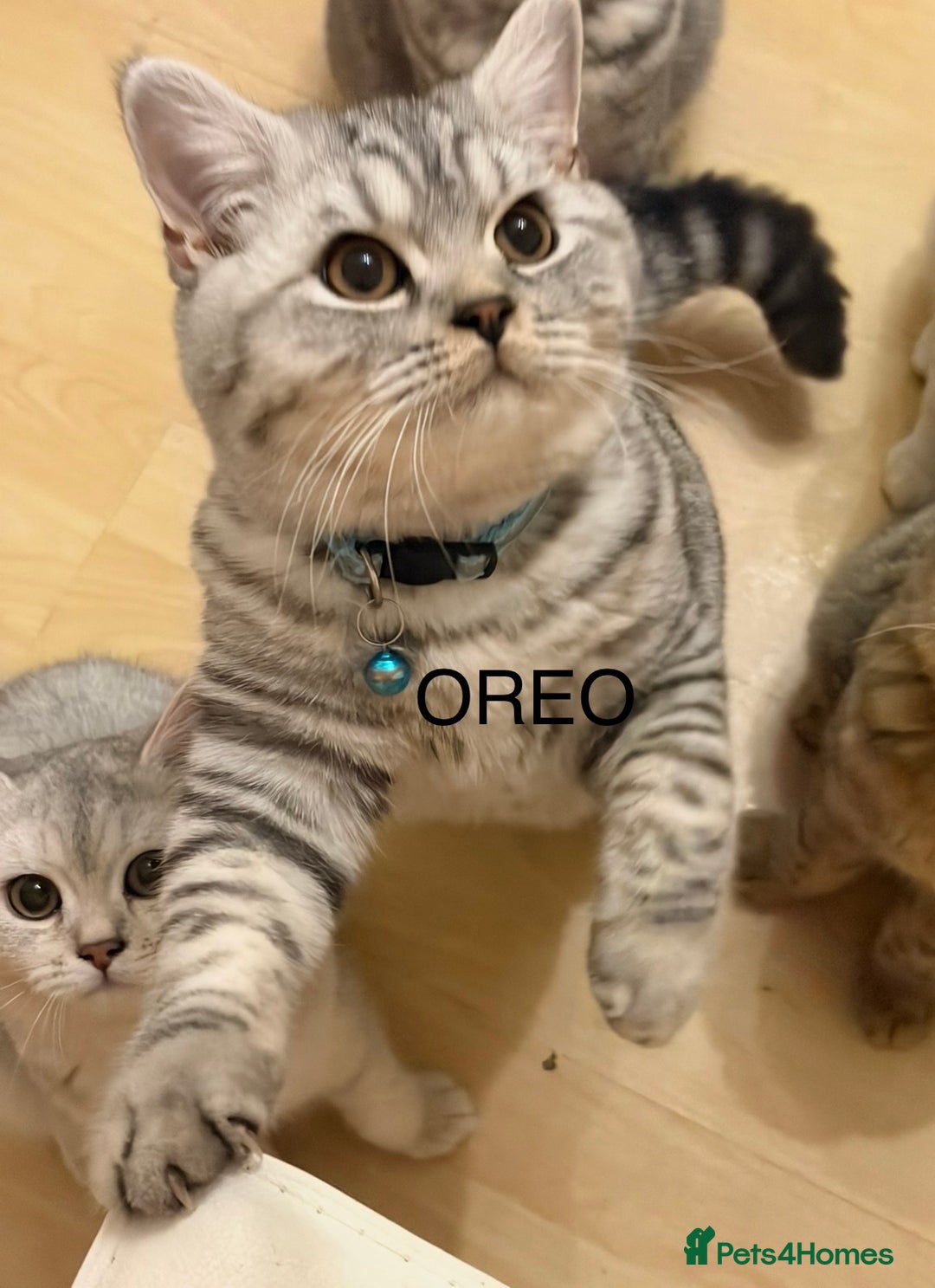 British Shorthair cats for sale: 3 Kittens•Full Pedigree•Champions bloodline•GCCF - Advert 30