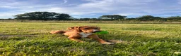 Springador dogs for sale: Beautiful Puppies For Sale  in Henfield - Advert 1
