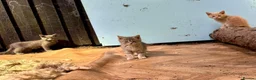 Maine Coon cats for sale: Stunning mainecoon cross kittens  in Castle Douglas - Advert 6