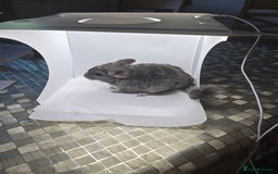 Chinchilla rodents for sale: Gorgeous Hetero beige and standard  kits  - Image 10