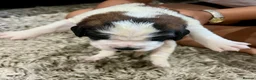 Saint Bernard dogs for sale: Beautiful KC registered show quality Puppies.  - Advert 21