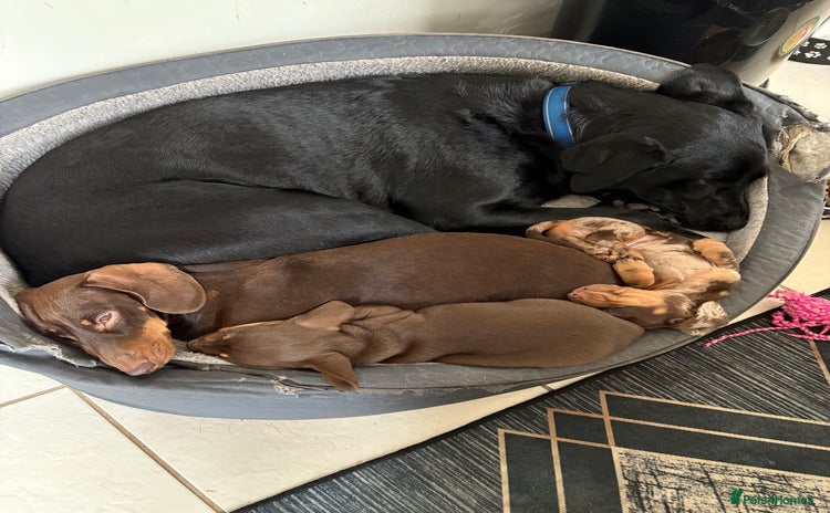 Dachshund dogs - Advert 10