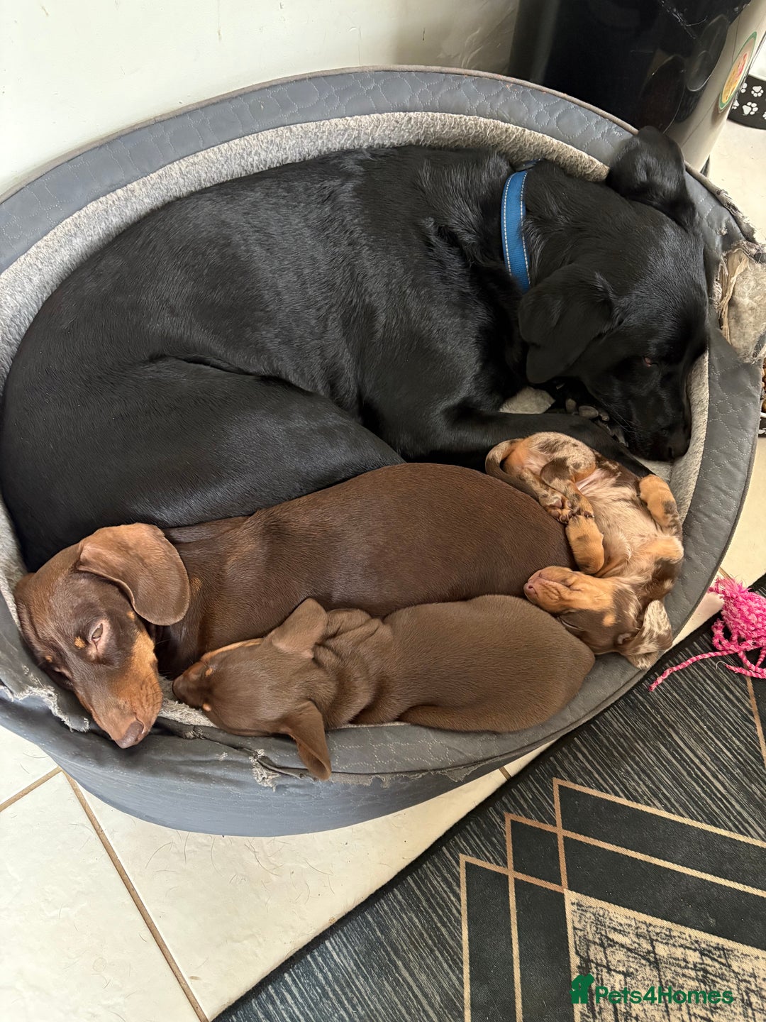 Dachshund dogs for sale: Miniature Dachshund (smooth Haired) - Image 1