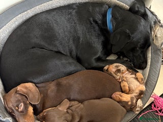 Dachshund dogs - Advert 9