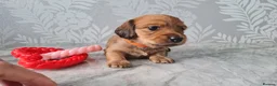 Dachshund dogs for sale: Pra clear,Last 3 beautiful LH Dachshund puppies💗 - Advert 38