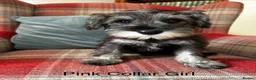 Miniature Schnauzer dogs for sale: KC registered, health tested, puppies ready now!  - Advert 6