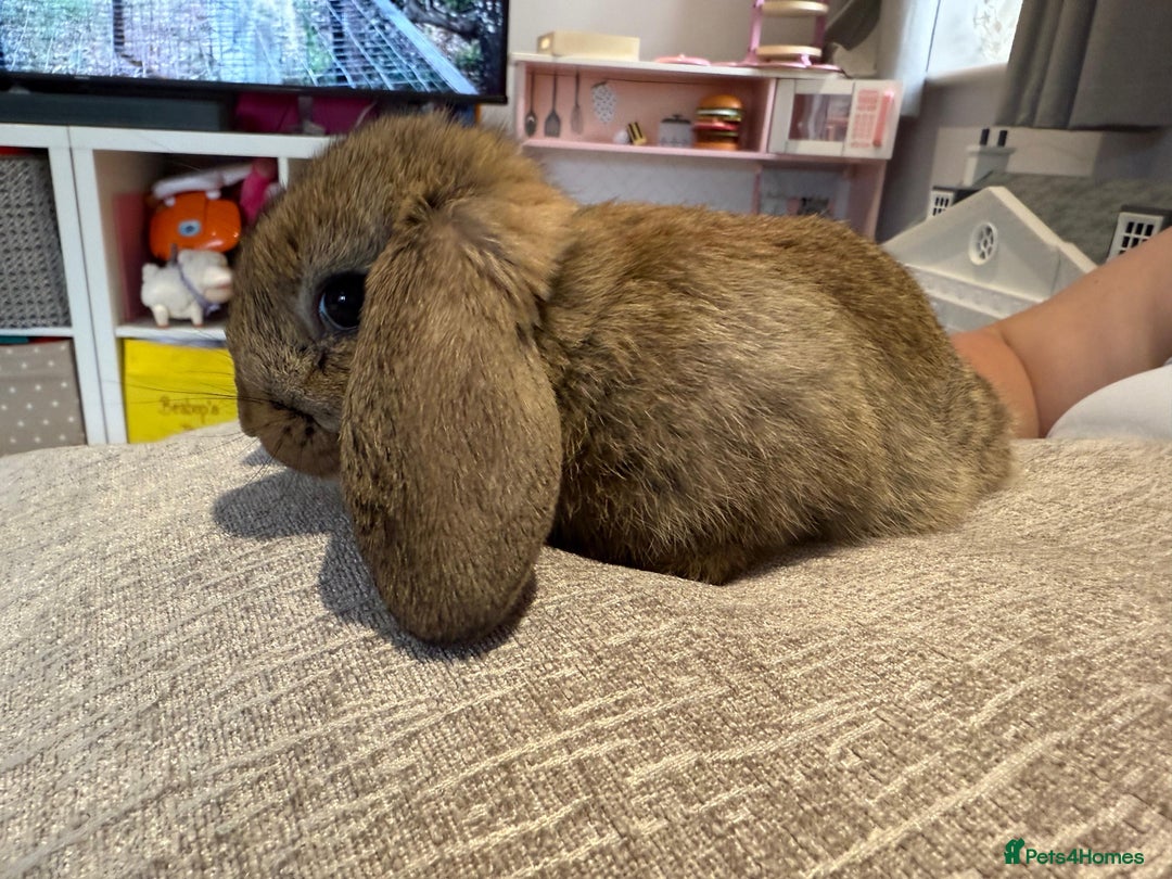 Mini Lop rabbits for sale: Mini Lop Babies ready to reserve - Image 2