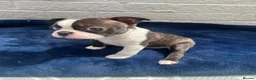 Boston Terrier dogs for sale: Brindle Boston terrier KC puppies  - Advert 2