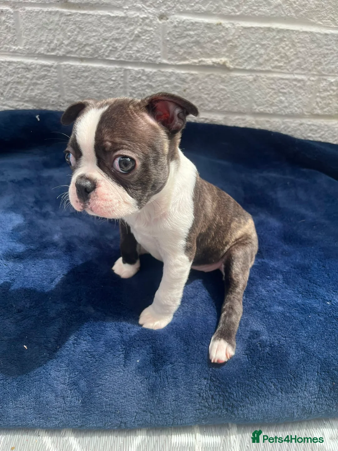 Boston Terrier dogs for sale: Brindle Boston terrier KC puppies  - Advert 2