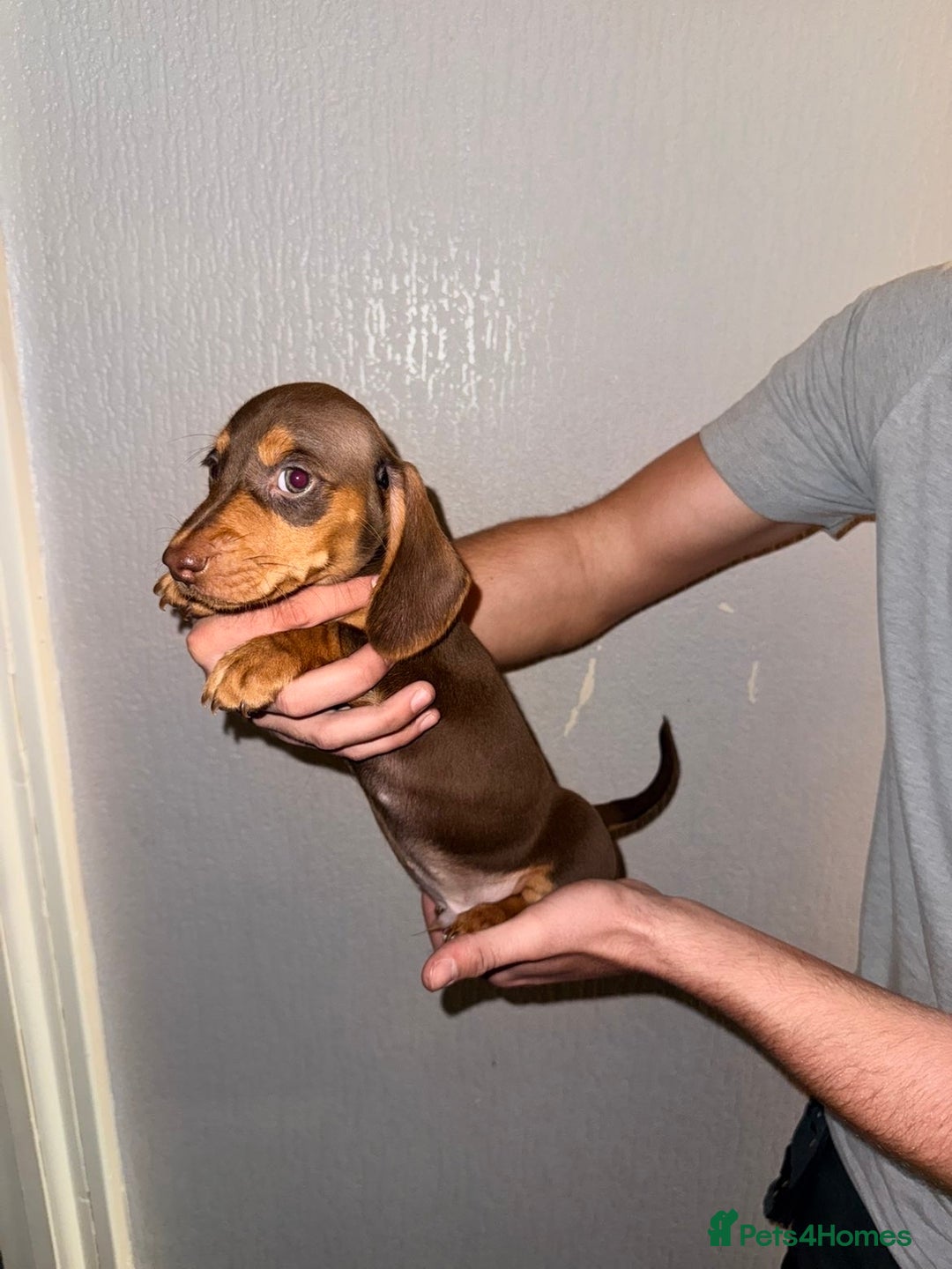 Miniature Dachshund dogs for sale: Miniature dachshunds for sale  - Advert 11