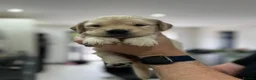 Golden Retriever dogs for sale: Mark Flanagan & Valerie Rochard  - Advert 8