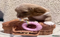 Mixed Breed dogs for sale: Adorable Daschund x spaniel pups  - Advert 36