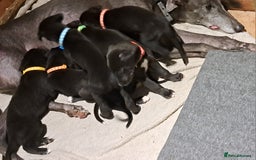 Greyhound dogs for sale: Irish Greyound Puppies  - Image 4