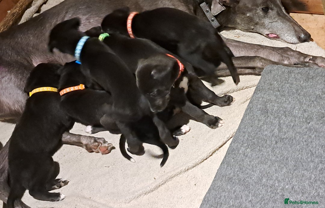 Greyhound dogs for sale: Irish Greyound Puppies  - Image 4