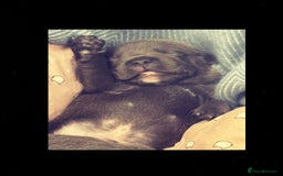 Staffordshire Bull Terrier dogs for sale: Staffordshire bull terrier  - Advert 16