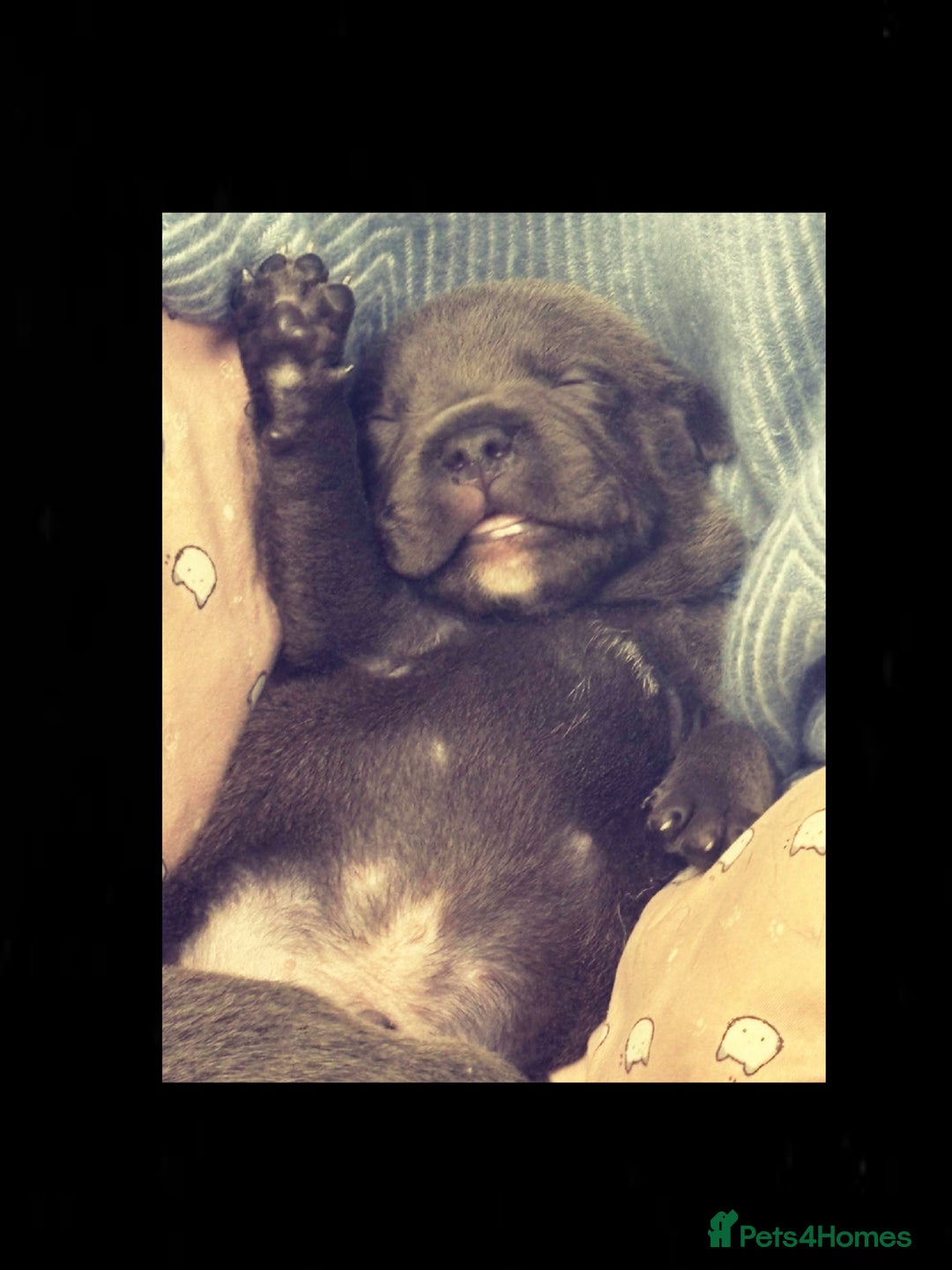 Staffordshire Bull Terrier dogs for sale: Staffordshire bull terrier  - Advert 16