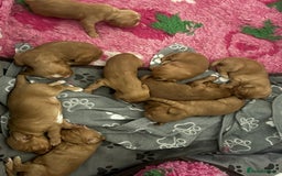 Cocker Spaniel dogs for sale: Red Cocker Spaniel Puppies - Image 1