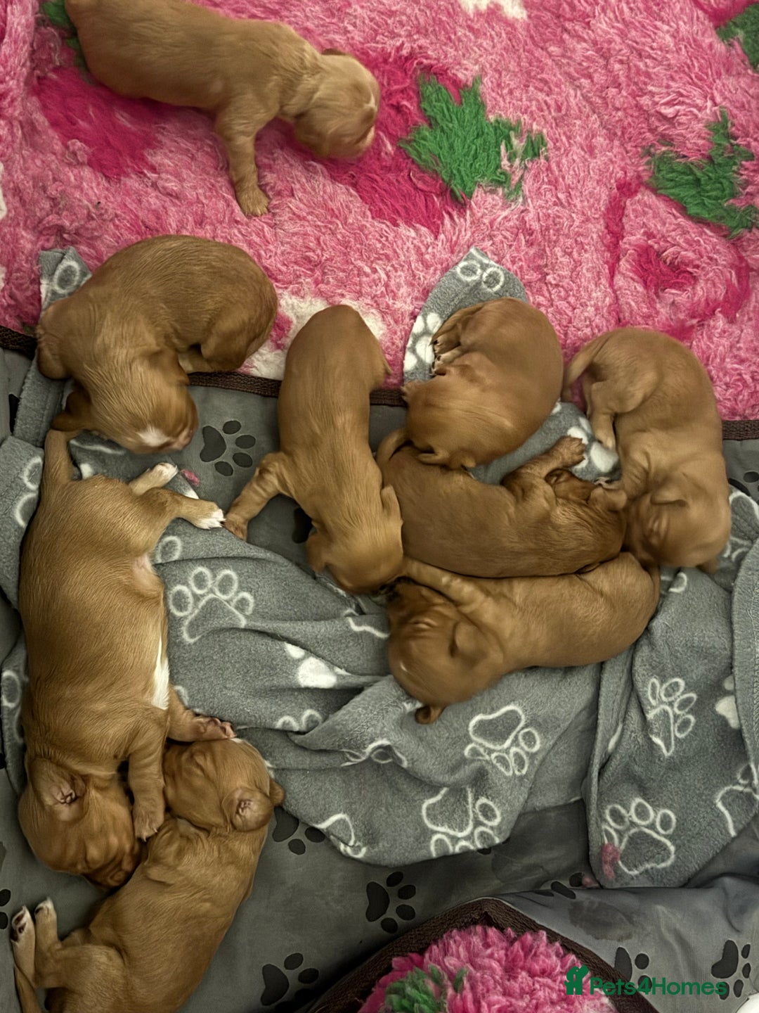 Cocker Spaniel dogs for sale: Red Cocker Spaniel Puppies - Image 1