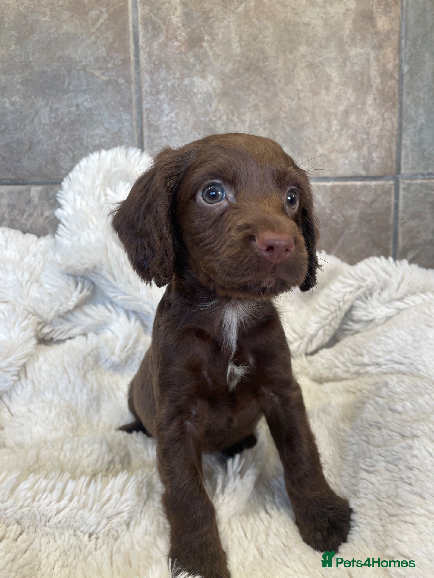 Cocker Spaniel dogs for sale: 6 Beautiful Cocker Spaniel Pups  - Advert 5
