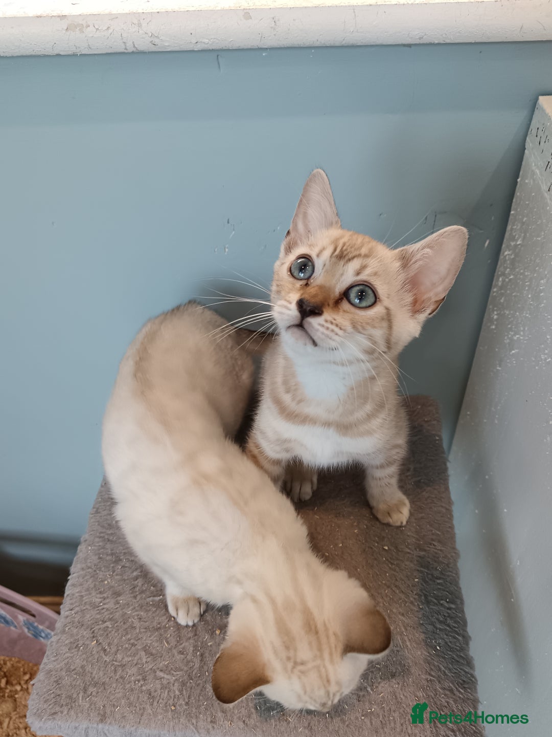 Bengal cats for sale: Tica RG Blue silver snows - Image 24