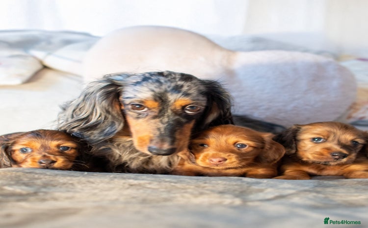 Miniature Dachshund dogs - Advert 15