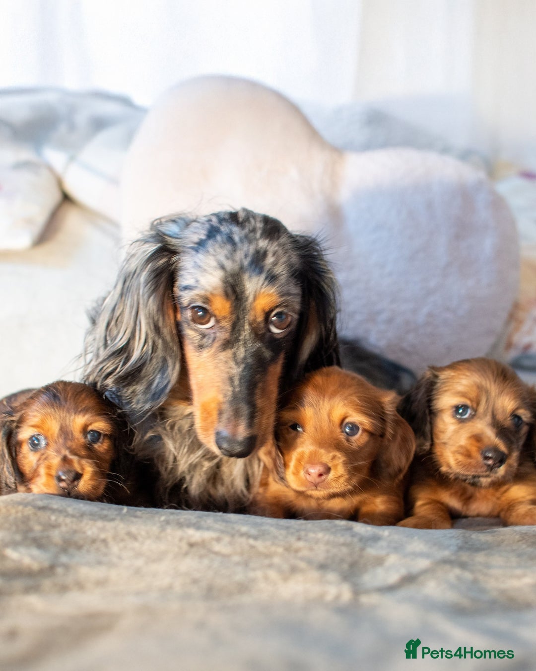 Miniature Dachshund dogs for sale:  Miniature Long-Haired Dachshund Puppies–Red Merle - Advert 5