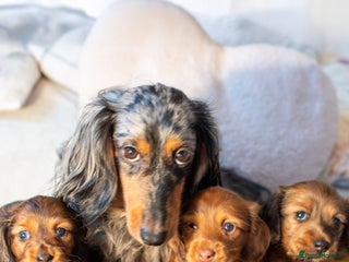 Miniature Dachshund dogs Miniature Long-Haired Dachshund Puppies–Red Merle - Advert 10