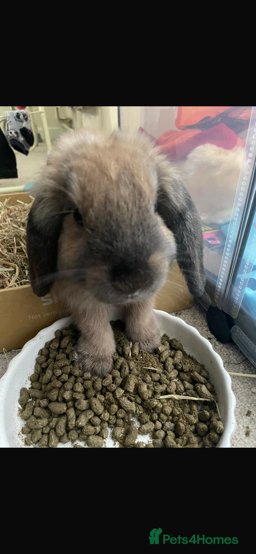 Mini Lop rabbits for sale: Meet Nyllah – Our Sweet Mini Lop Girl  - Advert 2