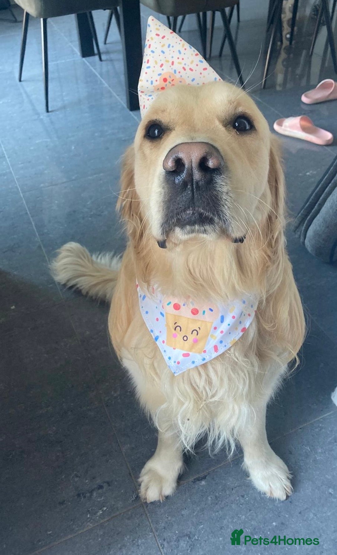 Golden Retriever dogs for stud: Gorgeous Golden Retriever Stud  - Image 5