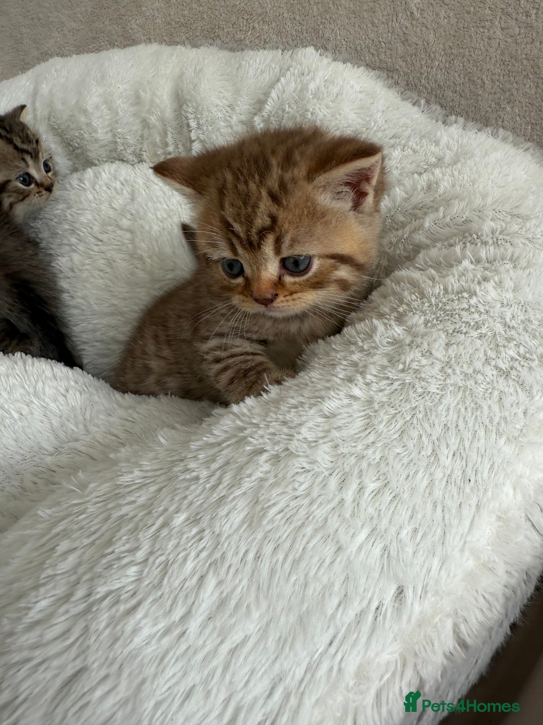 British Shorthair cats for sale: British shorthair kittens  - Image 10