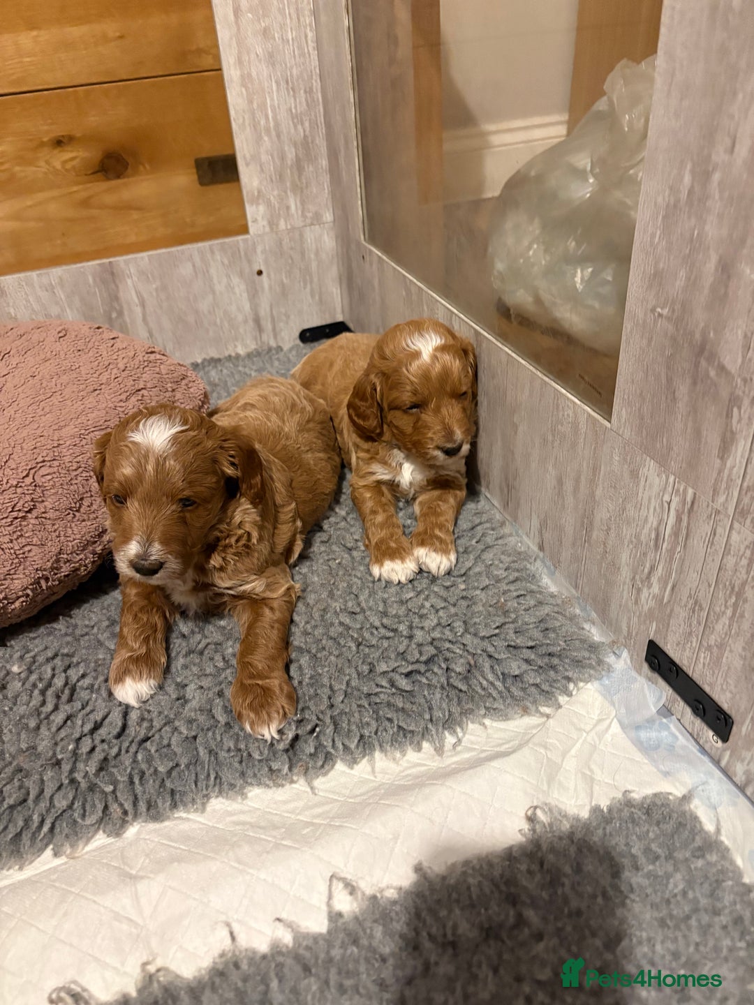 Mixed Breed dogs for sale: Australian Labradoodle  1 girl available - Image 1