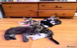 Maine Coon cats for sale: Russian Maine Coon Mixed  - Image 5