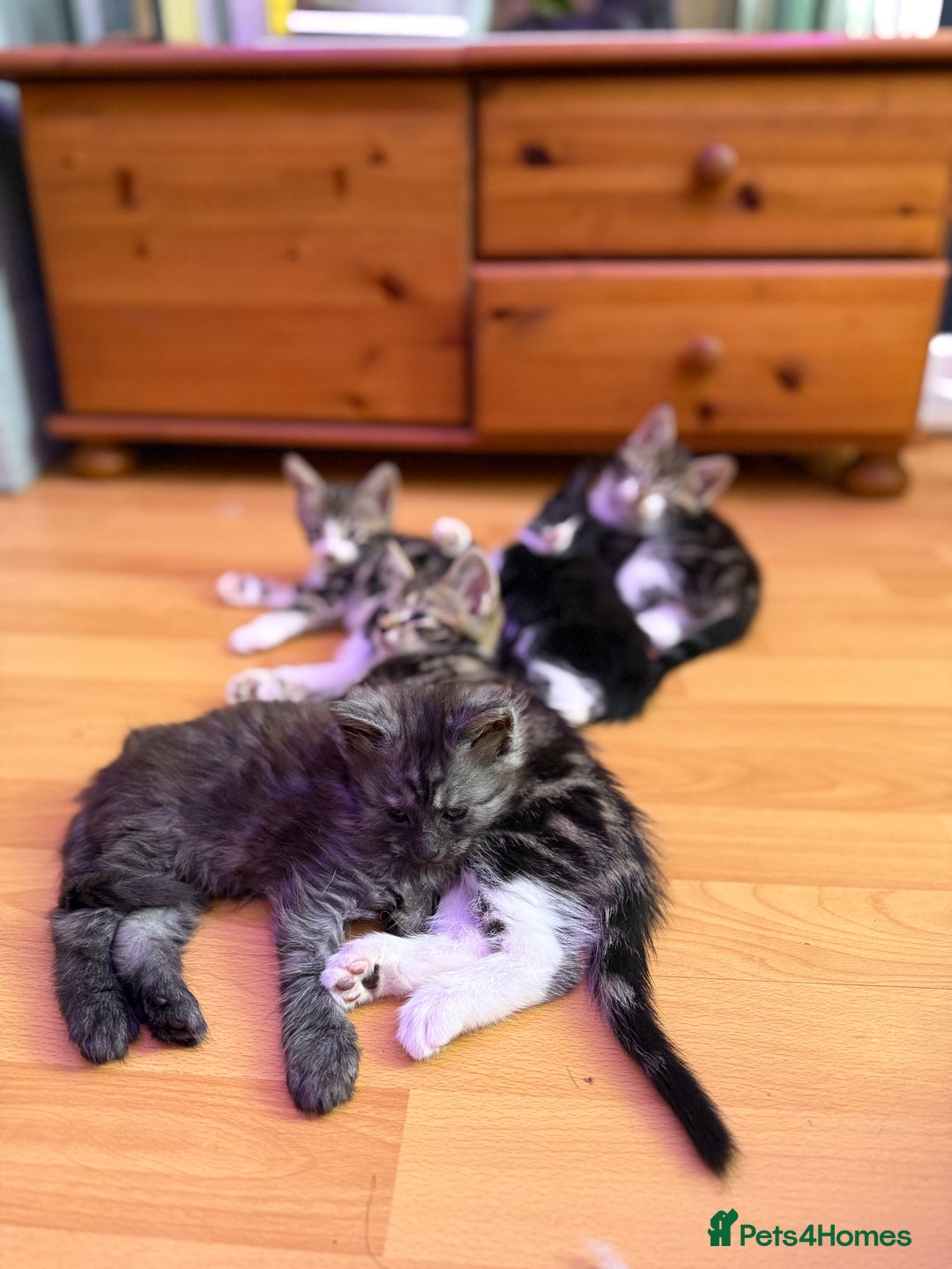Maine Coon cats for sale: Russian Maine Coon Mixed  - Image 5