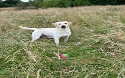 Labrador Retriever dogs for sale: KC Health Tested Fox Red Labrador pups  - Image 14