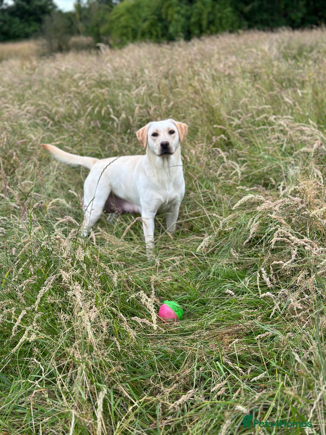 Labrador Retriever dogs for sale: KC Health Tested Fox Red Labrador pups  - Image 14