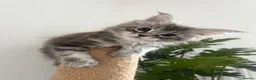 Maine Coon cats for sale: Female Pure Maine Coon Kitten in ELY - Advert 3