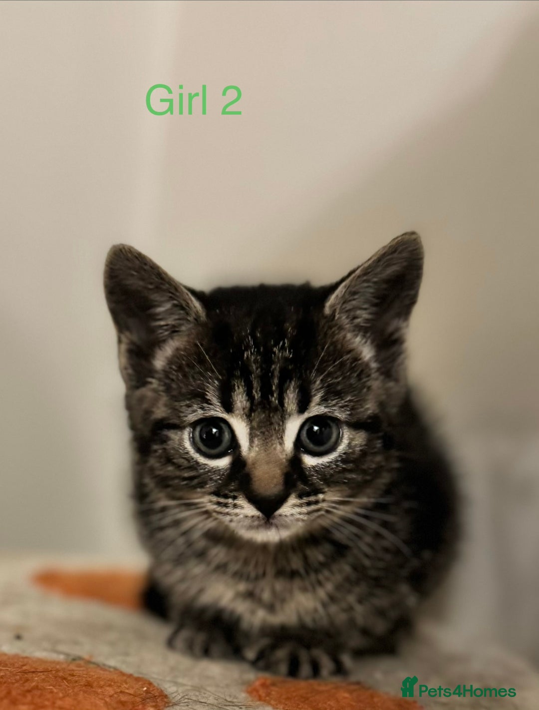 Mixed Breed cats for sale: Gorgeous Kittens ready to go in 2 weeks - Advert 5