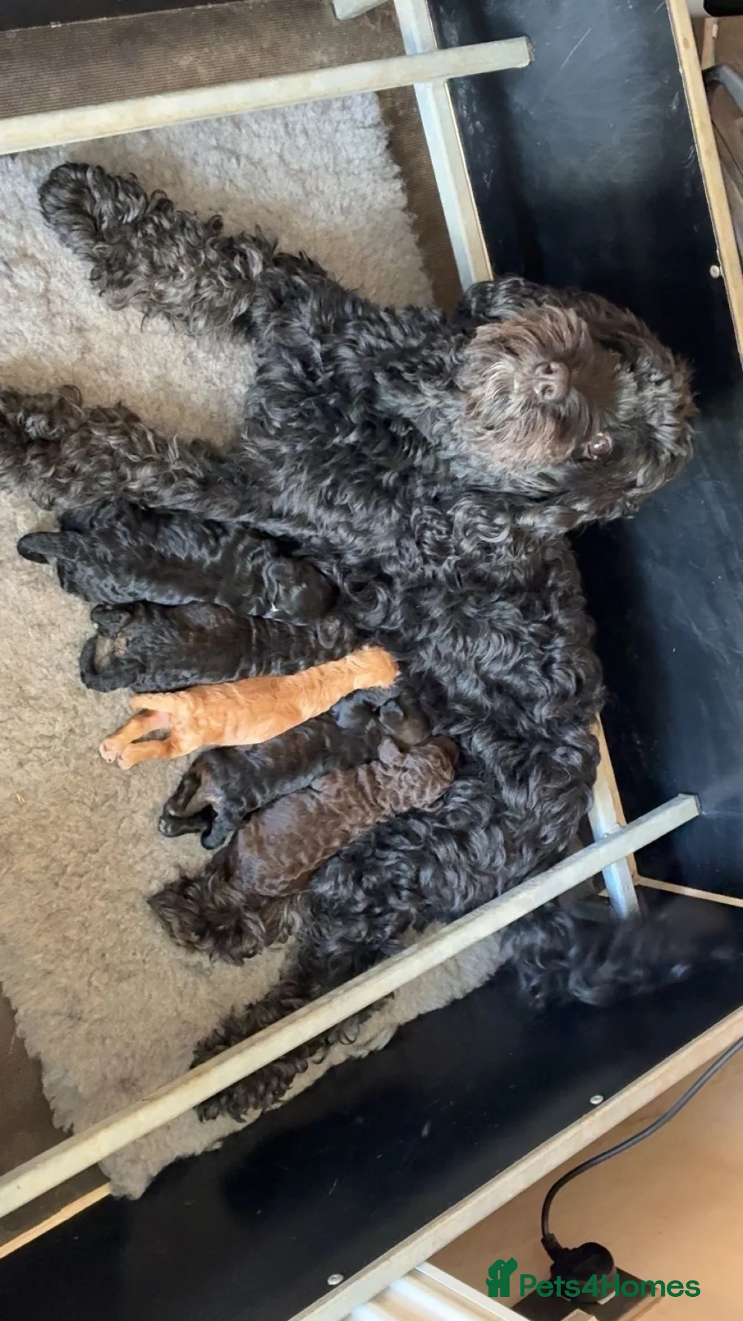 Cockapoo dogs for sale: Cockapoo puppies  - Advert 6