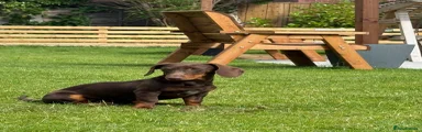 Miniature Dachshund 6 months old