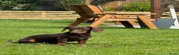 Miniature Dachshund dogs for sale: 6 month old miniature daschunds called Jessy - Advert 2