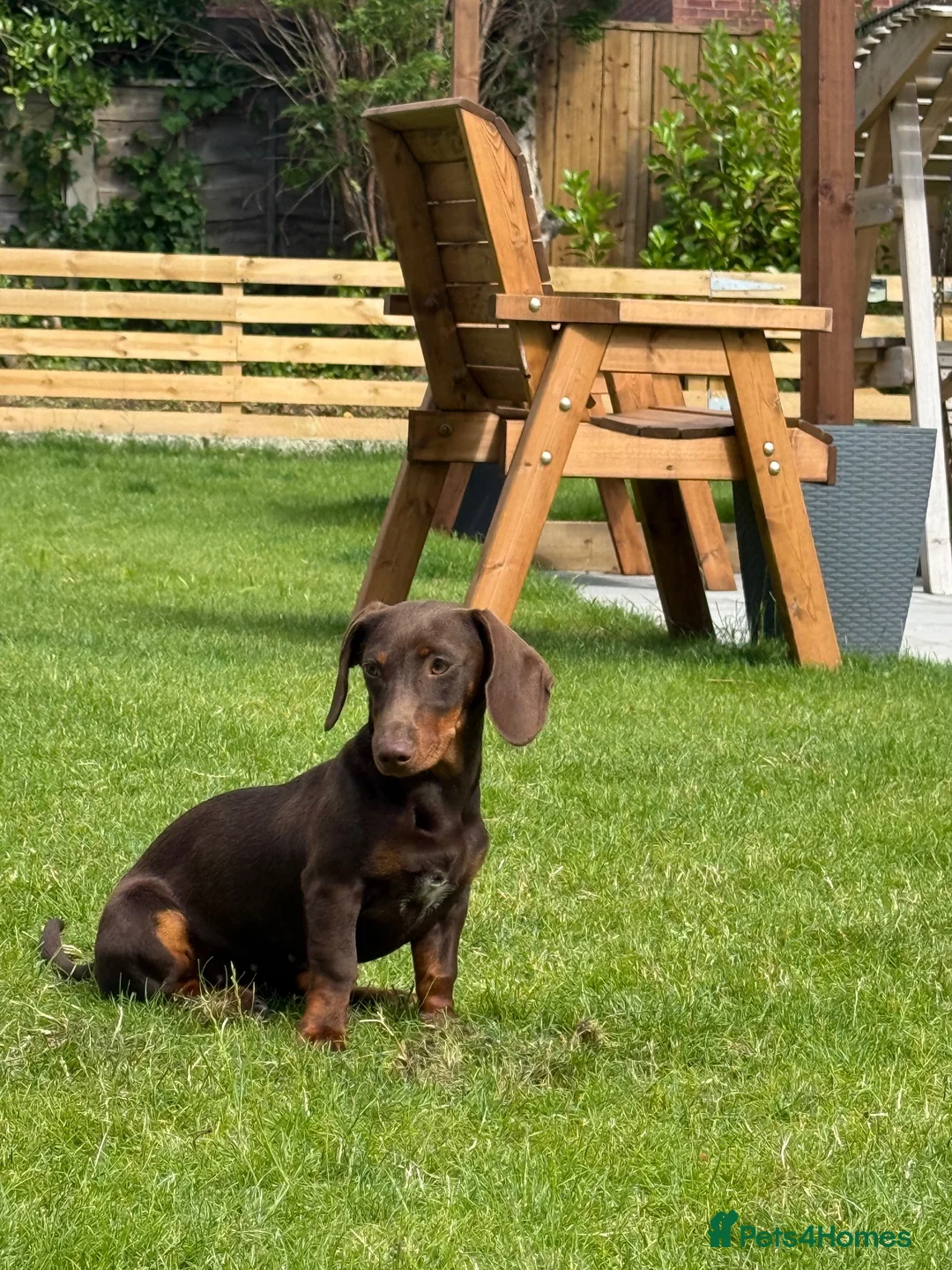 Miniature Dachshund dogs for sale: 6 month old miniature daschunds called Jessy - Advert 2