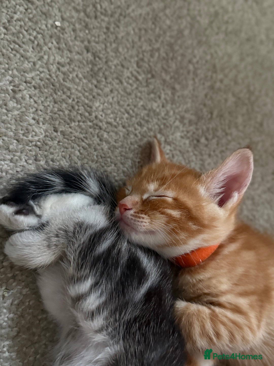 Maine Coon cats for sale: ✨2 Boys and 3 Girls Maine Coon kittens ✨🐾 - Image 4