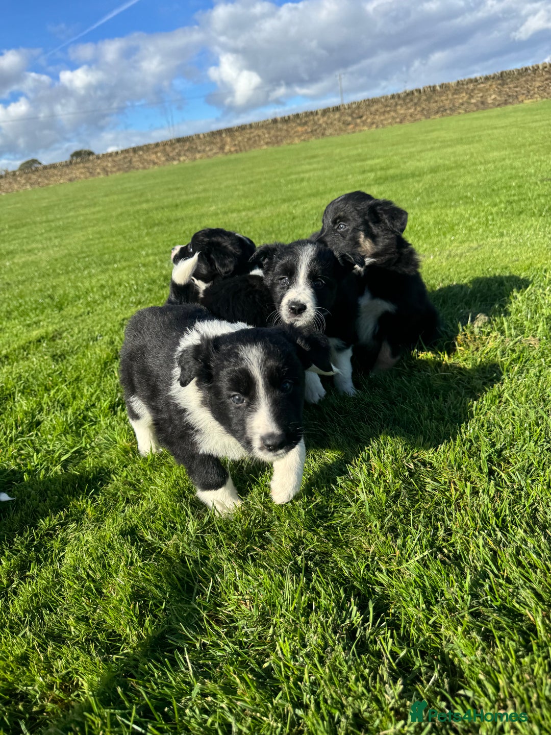 Border Collie dogs for sale: Superb litter of purebred Border Collie puppies  - Image 25