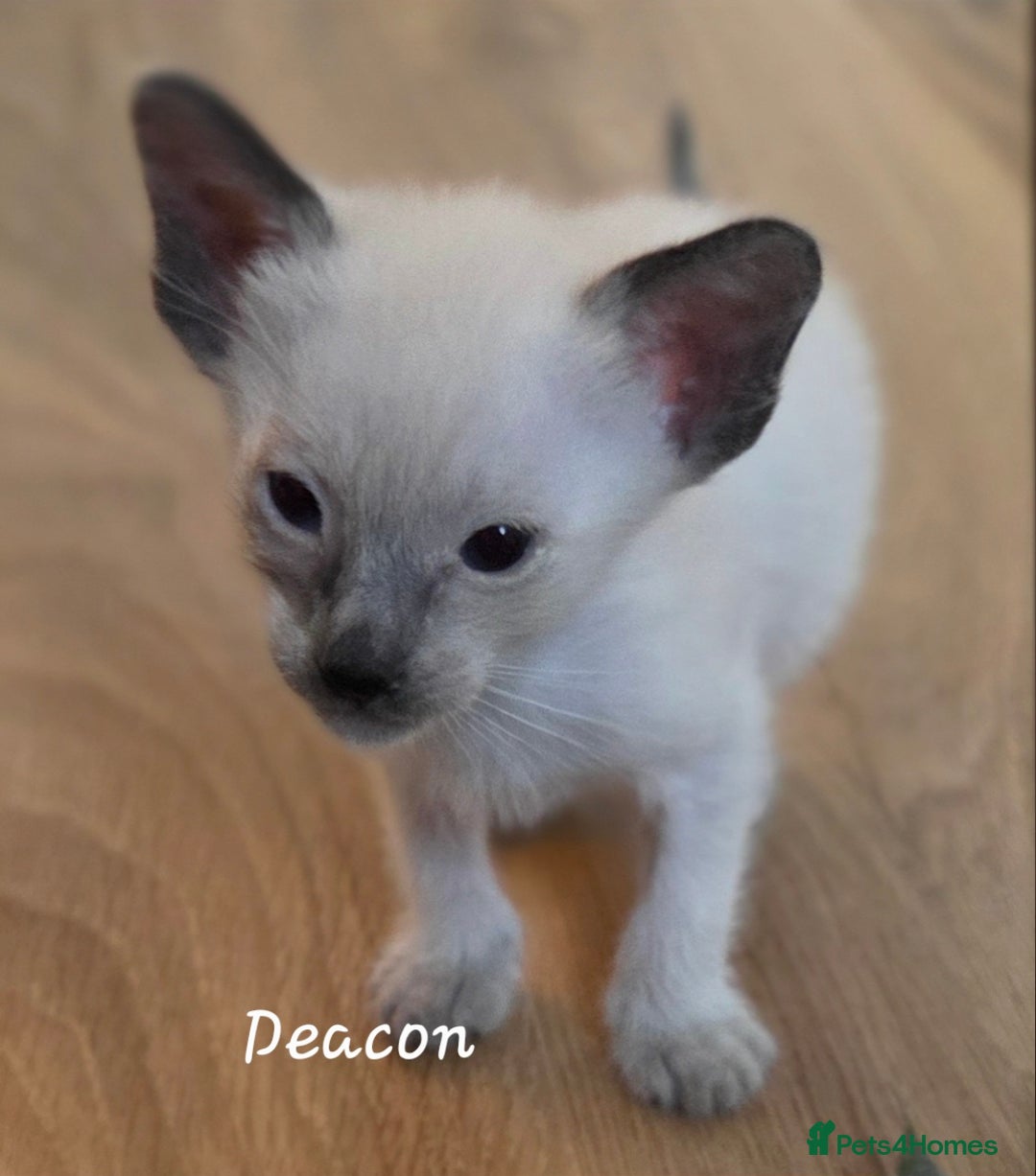 Balinese cats for sale: 8 supersoft purebred GCCF reg Balinese variants - Image 28